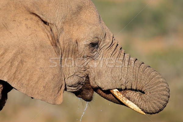 Elefant african potabilă portret apa potabila Africa de Sud apă Imagine de stoc © EcoPic