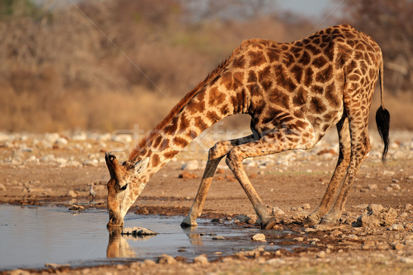 長頸鹿 飲用水 公園 納米比亞 水 喝 商業照片 © EcoPic