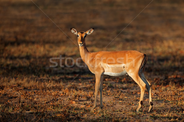 Impala antelope Stock photo © EcoPic