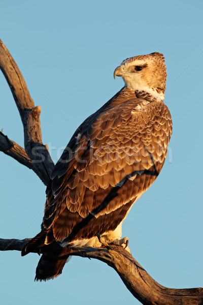 イーグル 未熟 支店 南アフリカ 空 鳥 ストックフォト © EcoPic