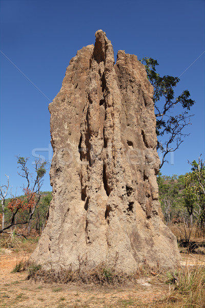 Cathedral termite mound Stock photo © EcoPic
