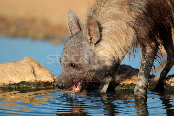 Braun Hyäne Porträt Trinkwasser Wüste Südafrika Stock foto © EcoPic