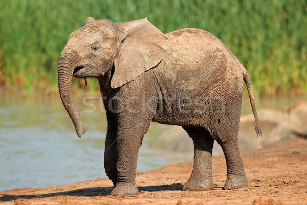 Stock photo: Elephant at waterhole