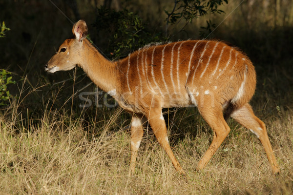 Nyala antelope Stock photo © EcoPic