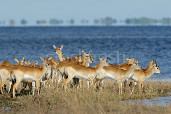 Red lechwe antelopes Stock photo © EcoPic
