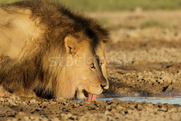 アフリカ 飲料 ビッグ 男性 飲料水 南アフリカ ストックフォト © EcoPic
