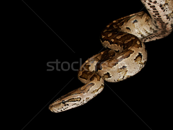 Southern African python Stock photo © EcoPic