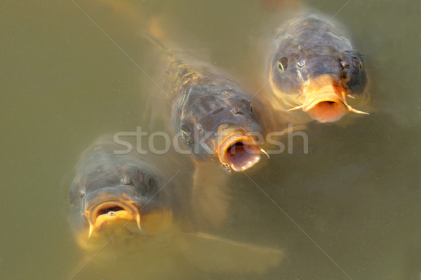 ニシキゴイ 魚 オープン 待って 水 自然 ストックフォト © EcoPic