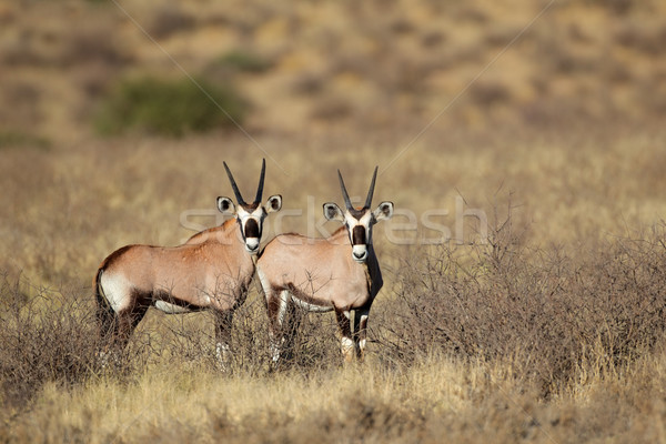 Gemsbok antelopes Stock photo © EcoPic