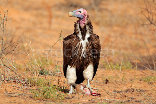 Avvoltoio Sudafrica uccello african seduta naturale Foto d'archivio © EcoPic