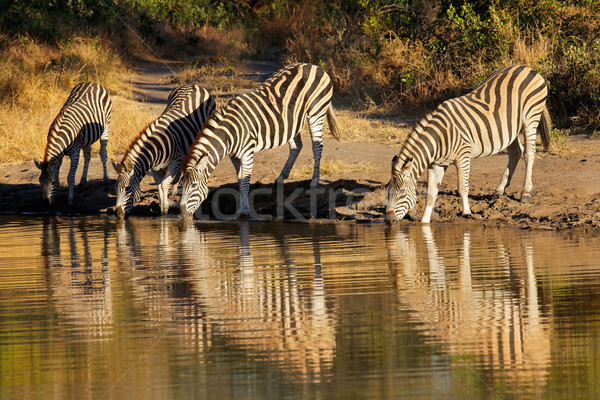 Plains Zebras drinking Stock photo © EcoPic