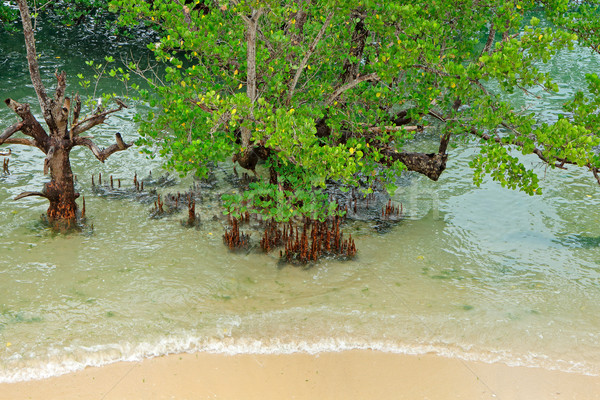 Tropical mangrove trees Stock photo © EcoPic