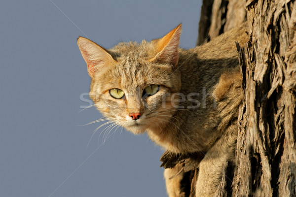 African wild cat Stock photo © EcoPic