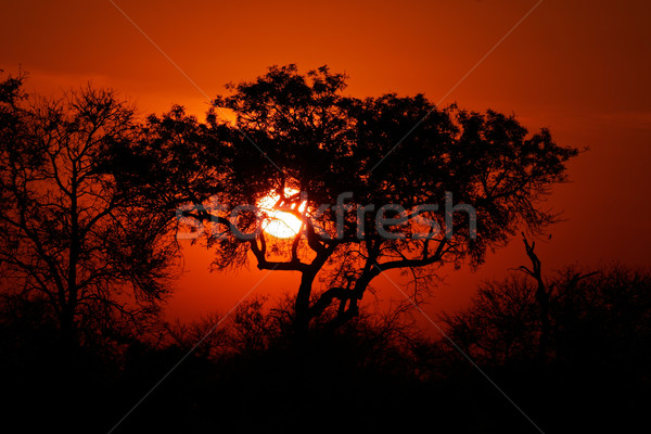 Savanna sunset Stock photo © EcoPic