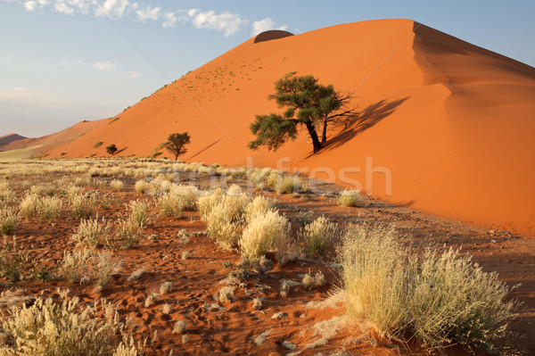 Grass, dune and tree Stock photo © EcoPic