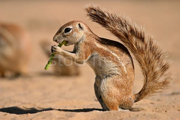 Ground squirrel  Stock photo © EcoPic