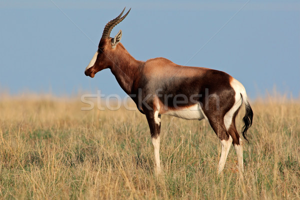 Veszélyeztetett Dél-Afrika fű természet állat afrikai Stock fotó © EcoPic