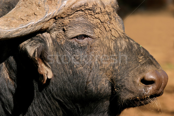 African buffalo portrait Stock photo © EcoPic