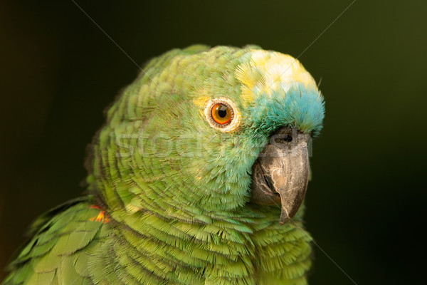 Papegaai portret huisdier gezicht vogel hoofd Stockfoto © EcoPic