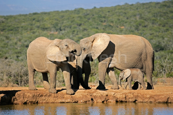 Stock photo: African elephants at waterhole