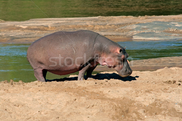Hippopotamus Stock photo © EcoPic
