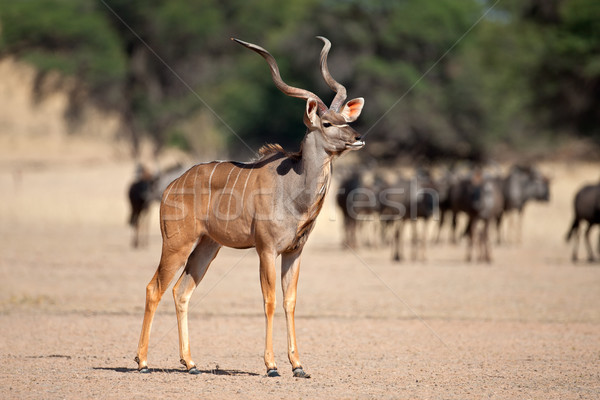 ビッグ 男性 砂漠 南アフリカ 自然 アフリカ ストックフォト © EcoPic