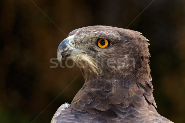 Martial eagle portrait Stock photo © EcoPic