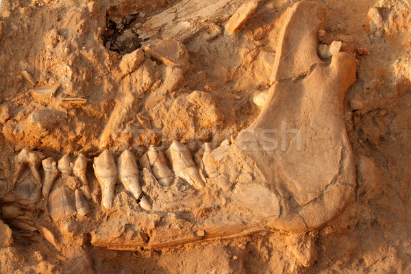 ősi kövület állkapocs csont öt év Stock fotó © EcoPic