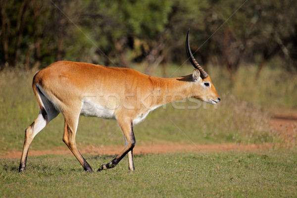Red lechwe antelope Stock photo © EcoPic
