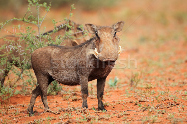 Warthog Stock photo © EcoPic