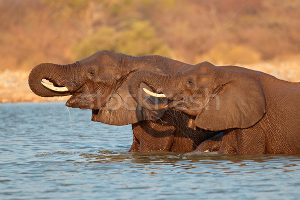 Stock photo: Elephants in water
