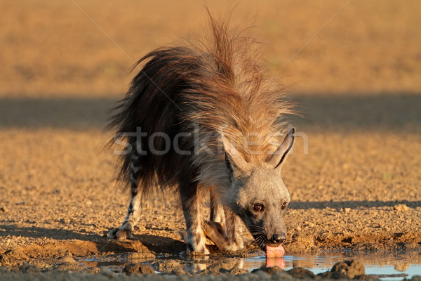 Brown hyena Stock photo © EcoPic