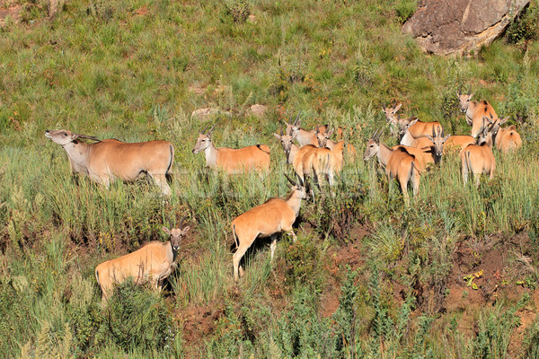Eland antelopes in natural habitat Stock photo © EcoPic