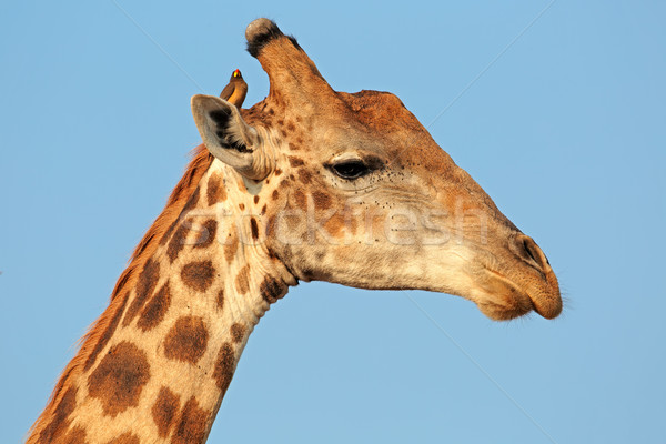 長頸鹿 肖像 鳥 公園 南非 眼睛 商業照片 © EcoPic