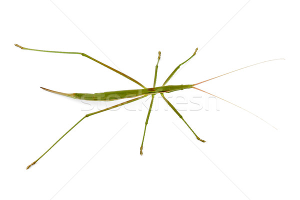 Grasshopper Stock photo © EcoPic