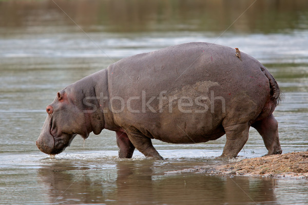 Hippopotamus Stock photo © EcoPic