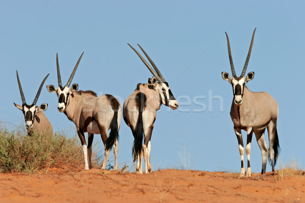 Düne Wüste Südafrika Gruppe african Safari Stock foto © EcoPic