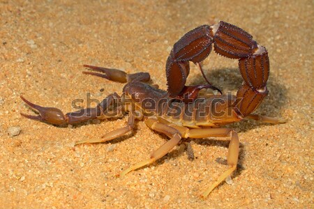 Agressif scorpion désert Afrique du Sud jambes peur [[stock_photo]] © EcoPic