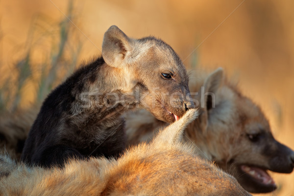 Spotted hyena pup Stock photo © EcoPic