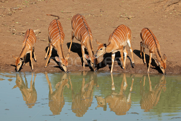 Nyala antelopes drinking Stock photo © EcoPic