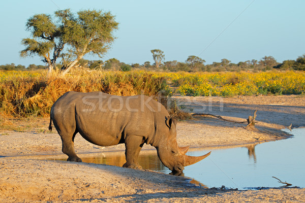 White rhinoceros drinking Stock photo © EcoPic