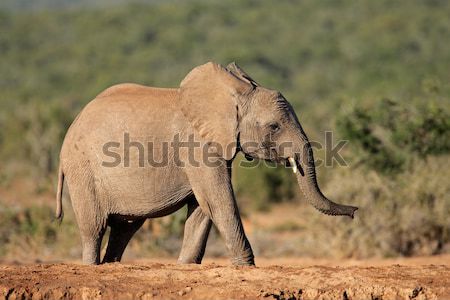 Czarny nosorożec Południowej Afryki charakter zwierząt Afryki Zdjęcia stock © EcoPic