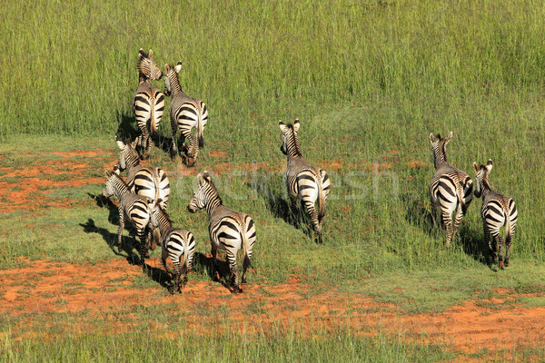 Hartmanns Mountain Zebras Stock photo © EcoPic