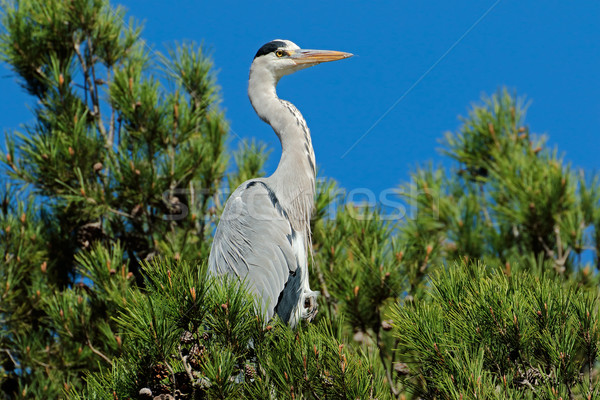 Grey heron in a tree Stock photo © EcoPic