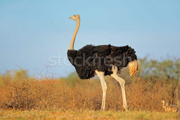страус цыплят мужчины пустыне ЮАР ног Сток-фото © EcoPic
