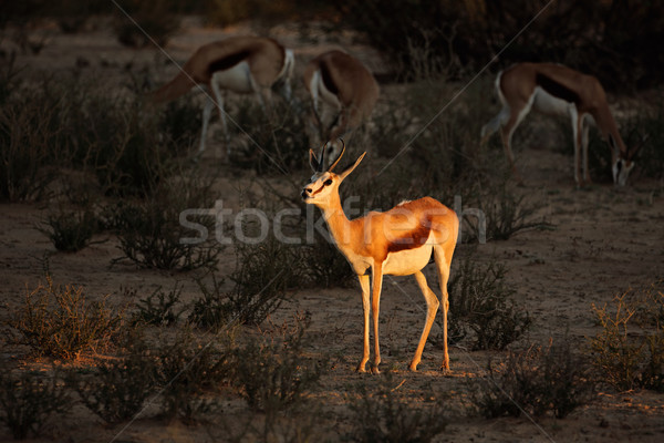 Fin après-midi lumière désert Afrique du Sud nature Photo stock © EcoPic