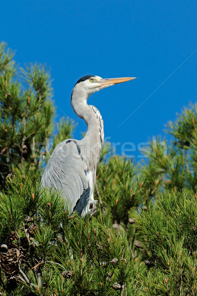 Grey heron in a tree Stock photo © EcoPic