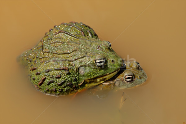 Mating African giant bullfrogs Stock photo © EcoPic