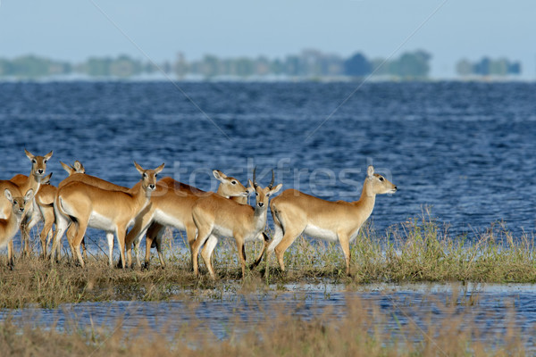 Red lechwe antelopes Stock photo © EcoPic