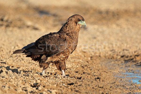 Bateleur eagle at waterhole Stock photo © EcoPic